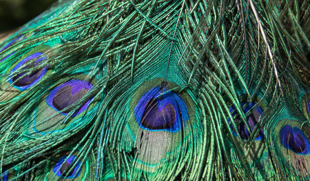 Peacock feather plumage, macro closeup detail. Peacock green and blue plumage in close up.の写真素材