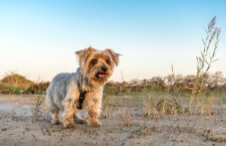 cute dog looking Yorkshire Terrier. copy spaceの写真素材