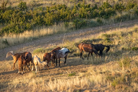 hors group of horses grazing in the fieldの写真素材
