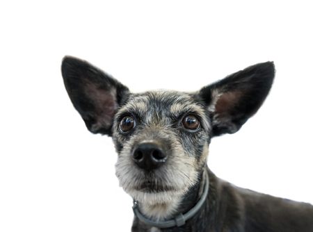 dog portrait big funny ears isolated white backgroundの写真素材