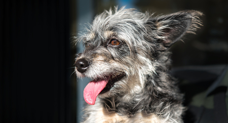 dog portrait big funny ears isolated dark blurred backgroundの写真素材