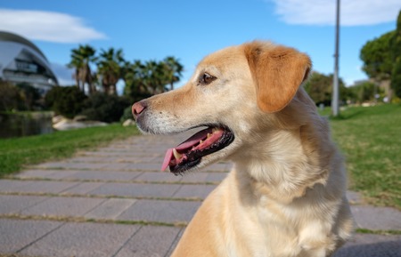 labrador retriever portrait on green grass lawn blurred backgroundの写真素材