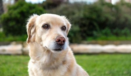 labrador retriever portrait on green grass lawn blurred backgroundの写真素材