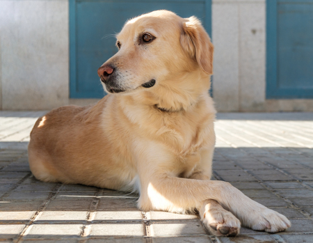 labrador retriever funny dog lying with legs crossed, curious animal Cross Their Pawsの写真素材