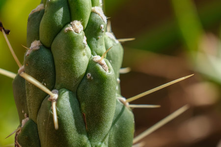 cactus San Pedro Echinopsis pachanoi, spiny macro detail