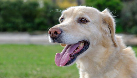 labrador retriever dog portrait open mouth blurred backgroundの写真素材