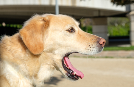 labrador retriever dog portrait open mouth blurred backgroundの写真素材