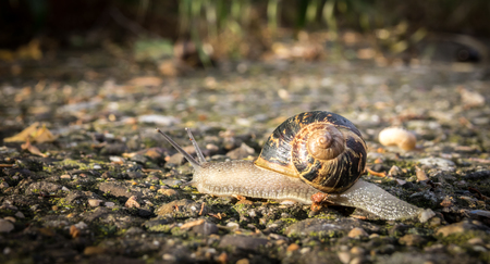 land Snail crawling on the road macroの写真素材