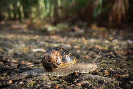 Land Snail crawling on the road macroの写真素材