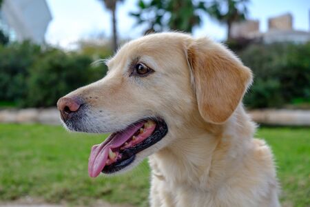 labrador retriever dog portrait open mouth blurred backgroundの写真素材