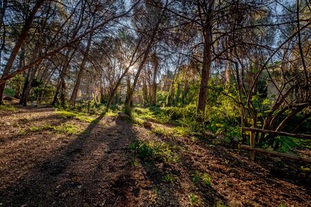 Forest Trees with Sunlight Pouring through at Sunset in the Woods on Ground Illuminating Tree Branchesの写真素材
