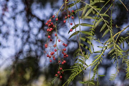 Red berries on the tree macroの写真素材