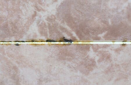 Black mold growing on shower grouted joints tile in bathroom wallの写真素材