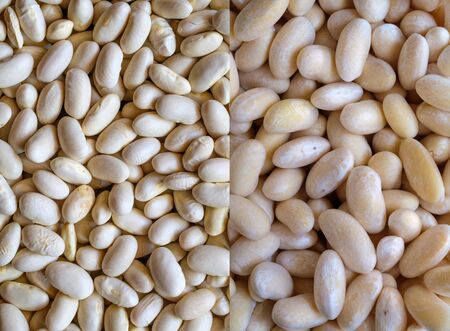 white kidney beans dry and hydrated in water, activated legumes ready to cook, raw vegan vegetarian foodの写真素材