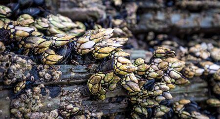 Percebes natural live barnacles on cliffs above the marine environment sea crustacean seafood Galicia Spainの写真素材