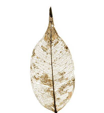 leaf structure macro foliage macro Dry detail texture on white background decorative brown toneの写真素材