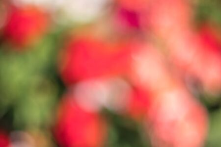 blurred multi colored red, orange, violet and green colorful dots background abstract bokeh flowers, flowery springの写真素材