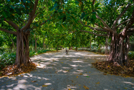 Valencia Banyan Tree, Ficus benghalensis Park at riverbed, River Turia gardens, leisure sport area...