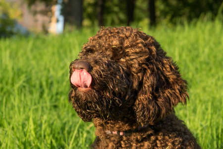 Spanish Water Dog Brown portrait on green grass outdoorの写真素材