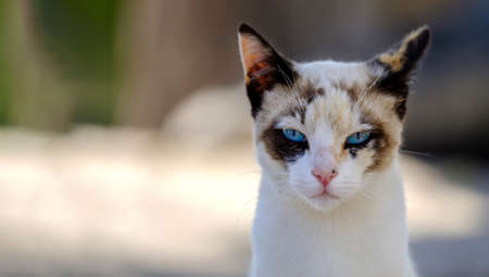 cat portrait defiantly squinting look with blue eyesの写真素材