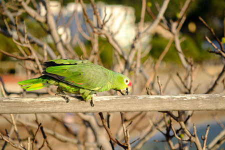 Parrot Amazona autumnalis colorful bird isolated, blurred backgroundの写真素材