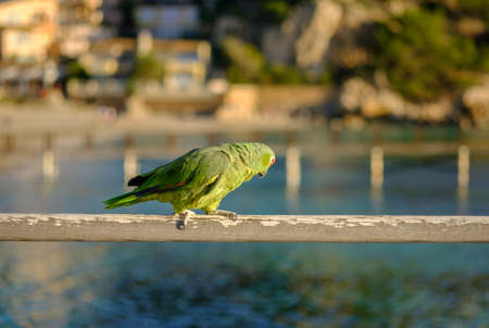 Parrot Amazona autumnalis colorful bird isolated, blurred backgroundの写真素材