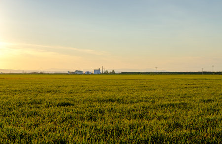 Albufera Valencia rice plant, Oryza sativa field, seeds to harvest food spain