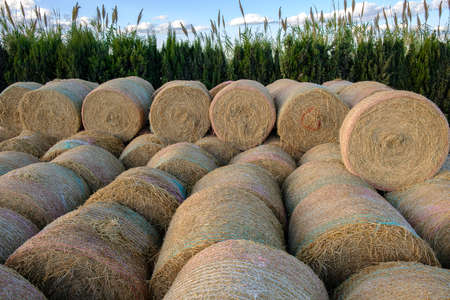 stacked cylindrical straw bales stored in the fieldの写真素材