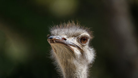 ostrich head portrait on blurred background close-up