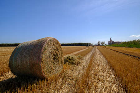 cylindrical bales of straw in the field mowed rural workの写真素材