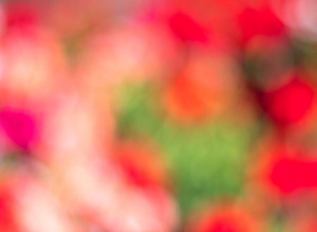 blurred multi colored red, orange, violet and green colorful dots background abstract bokeh flowers, flowery springの写真素材