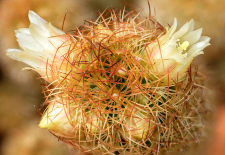 cactus small white flower macro detailの写真素材