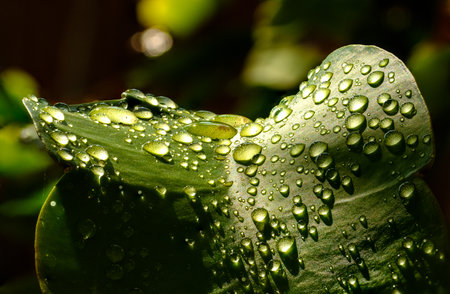 rain water drops on green leaf of plant spring conceptの写真素材