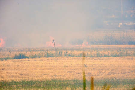 Burning of rice stubble burning straw in rice farmers in Albufera Valencia Spain, pollution environmental problem, dark sky cloudsの写真素材
