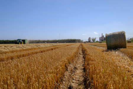 Tractor wheel track in dry harvested rice fieldの写真素材
