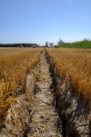Tractor wheel track in dry harvested rice fieldの写真素材
