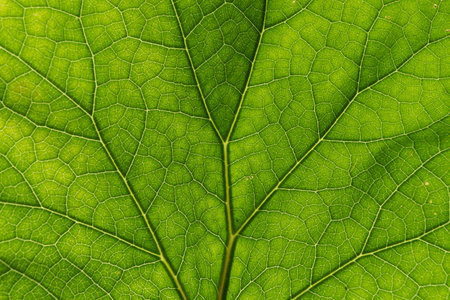 Detail of the backlit texture and pattern of a fig leaf plant, the veins form similar structure to a green treeの写真素材