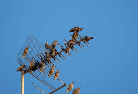 Starling bird rest before migration in an urban environment building tv antenna, Sturnus vulgarisの写真素材