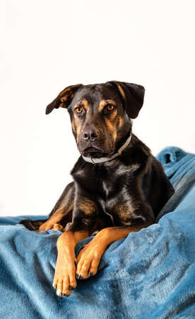 breedless dog portrait, black mixed breed canine looking straight aheadの写真素材