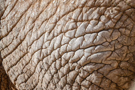 African elephant skin texture pattern abstract organic shapesの写真素材