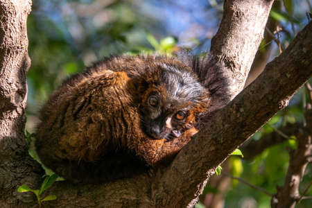 Red-bellied Lemur - Eulemur rubriventer, rainforest Madagascar primateの写真素材