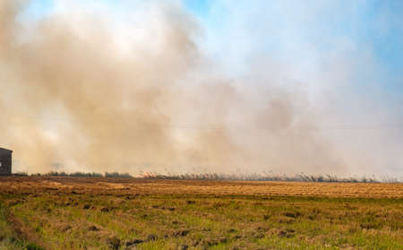 Burning of rice stubble burning straw in rice fieldsの写真素材