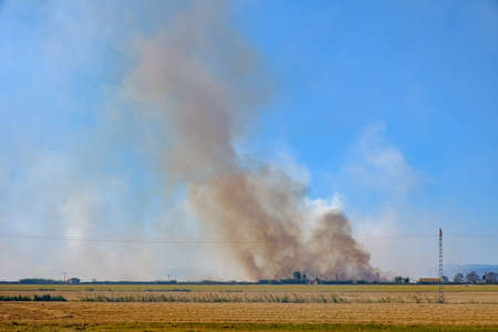 Burning of rice stubble burning straw in rice fieldsの写真素材