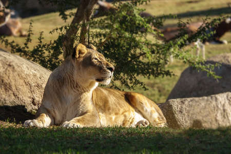 female African lion, Panthera leo bleyenberghi, felineの写真素材