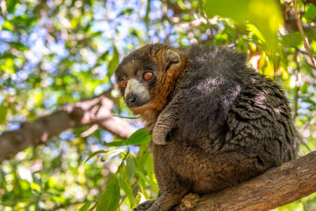 Mongoose lemur, Eulemur mongoz, Madagascar endemic primateの写真素材
