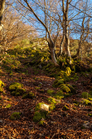Photograph of the beech forest of Cinera, Leon (Spain) known as Faedo, declared the best preserved forest in Spain in 2007. You can see the river that crosses the forest and and the wooden walkの写真素材