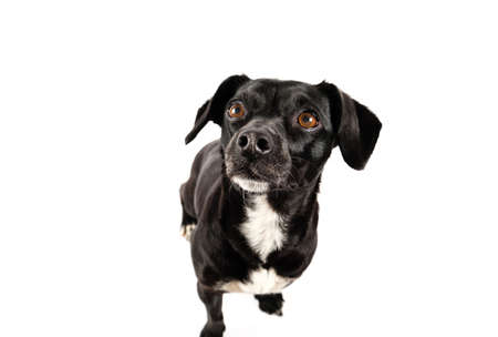 Small black dog without breed portrait, mixed breed canine looking up with attention isolated white backgroundの写真素材