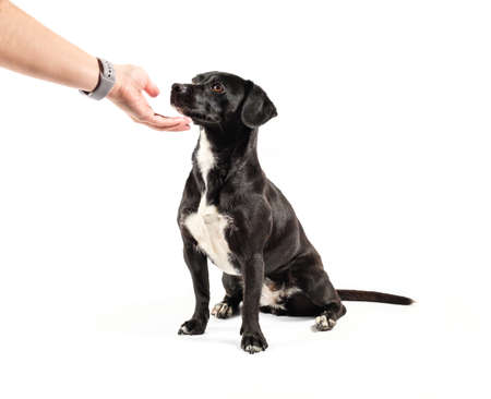Small black dog, mixed breed canine looking up attentively love positive reinforcement, isolated white backgroundの写真素材