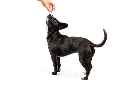 Small black dog portrait, mixed breed canine looking up attentively a hand holding food positive reinforcement, isolated white backgroundの写真素材