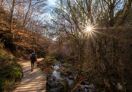 girl walking through wooden walkway walk at Faedo de Cinera Beech forest and river, wooden footbridge hiking trail, Leon Spainの写真素材